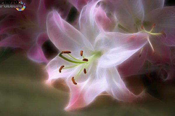 Лилия Lotus Queen