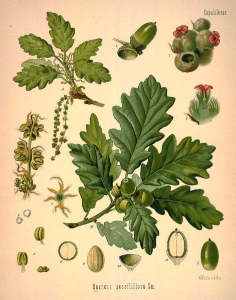 Дуб скальный (Quercus petraea)