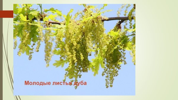 Сережки дуба