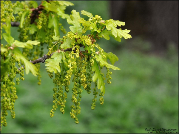 Quercus Robur цветение