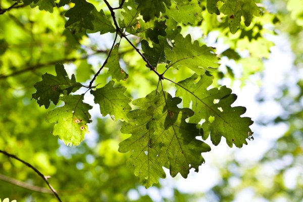 Дуб курчавый - Quercus crispula Blume