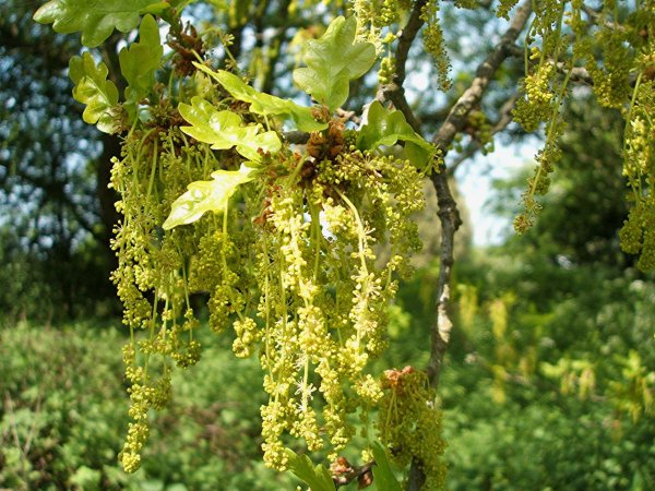 Quercus Robur цветение
