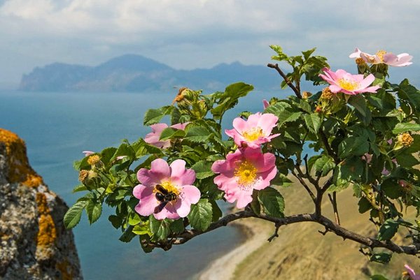 Куст шиповника в Крыму