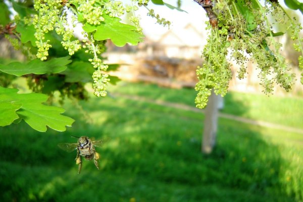 Quercus Robur цветение