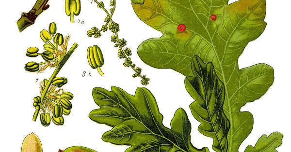 Дуб черешчатый (Quercus Robur)
