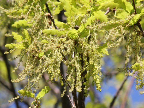 Дуб черешчатый (Quercus Robur)