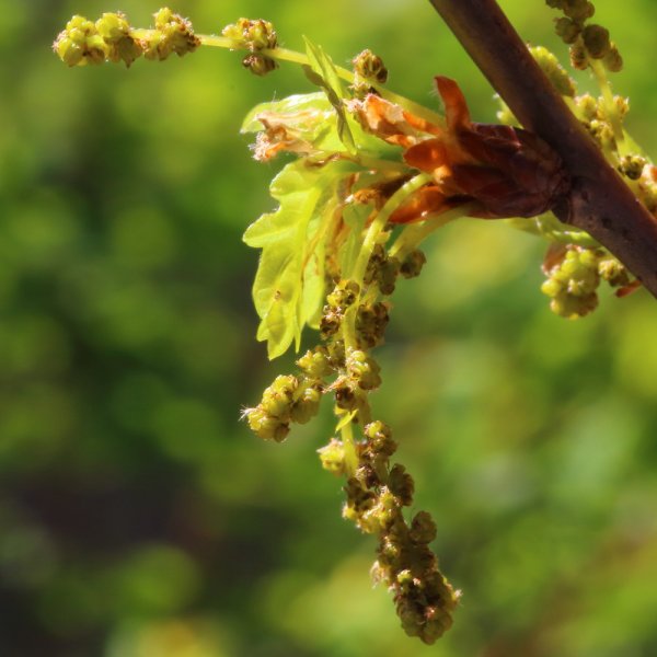 Quercus Robur цветение