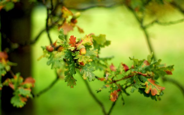Дуб черешчатый (Quercus Robur l.)