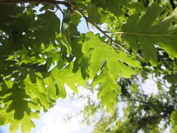 Дуб черешчатый (Quercus Robur l.)