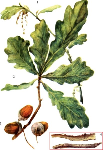 Дуб черешчатый (Quercus Robur l.)