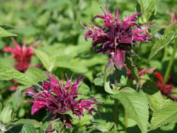 Монарда двойчатая