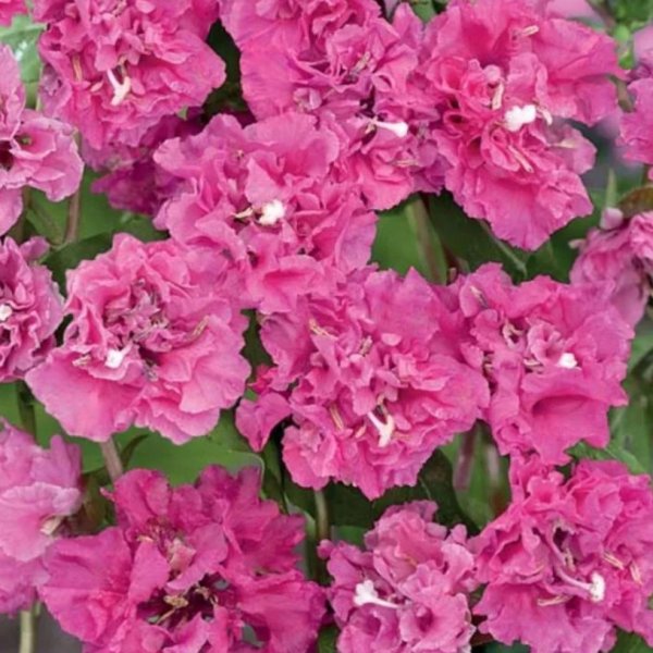 Кларкия махровая Сакура