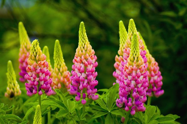 Люпин гибридный "Salmon Star" (Lupinus)