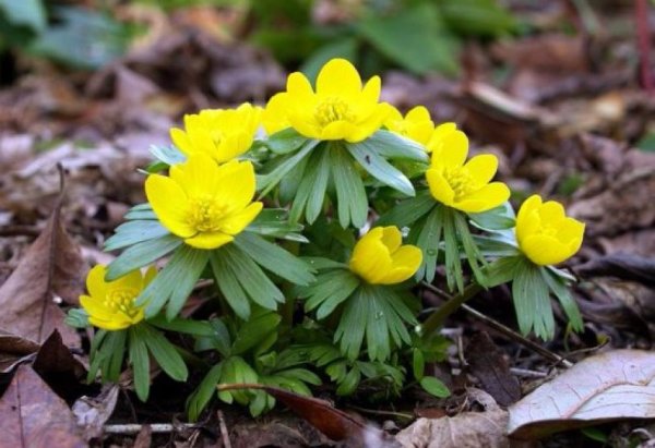 Первоцвет Eranthis (Эрантис)