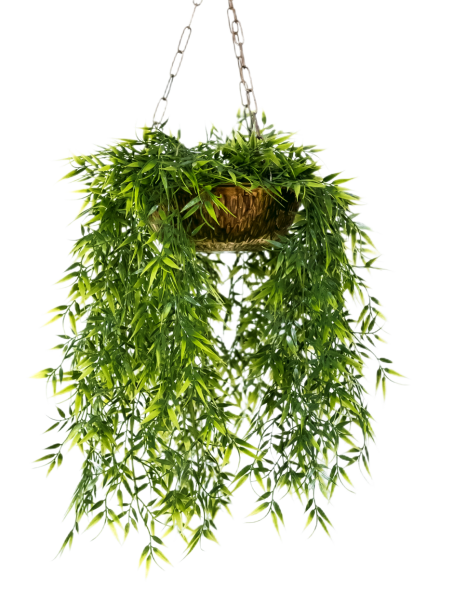 Плющ Treez