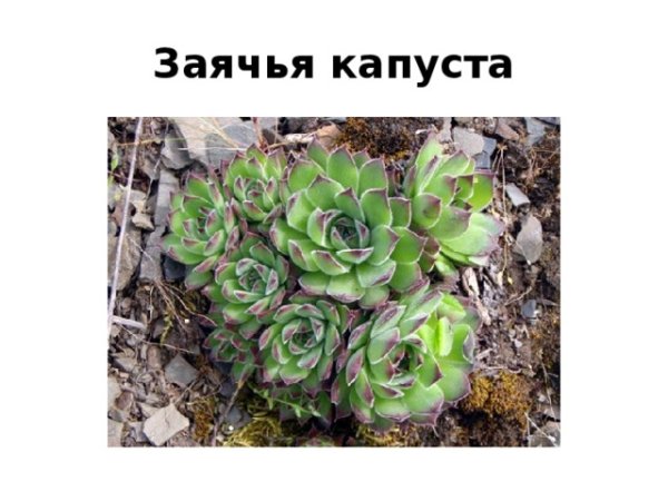 Заячья капуста Сибирская