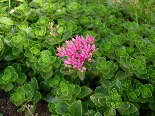 Очиток ложный (Sedum spurium `Roseum`)