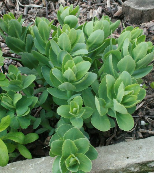 Молодило (Sempervivum) Джузеппе