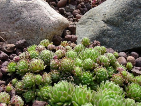 Молодило Sempervivum Silberkarneol