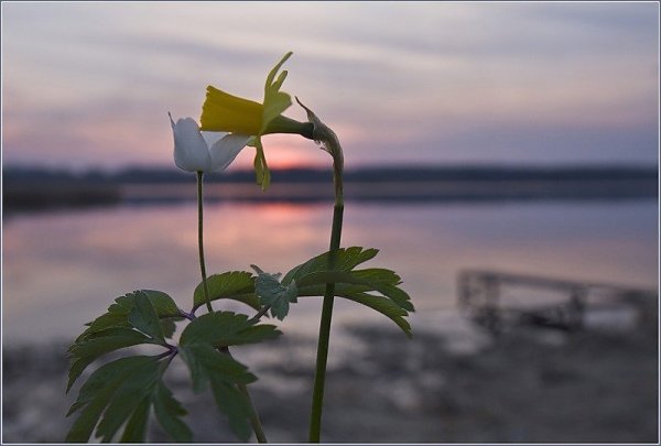 Весенний поцелуй цветов