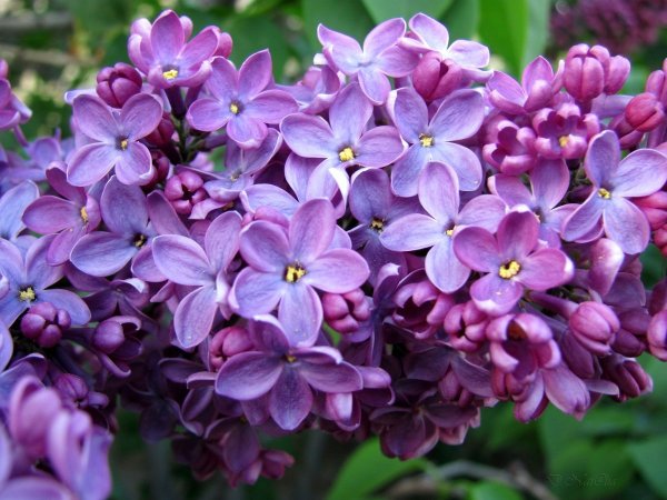 Сирень пятилистник