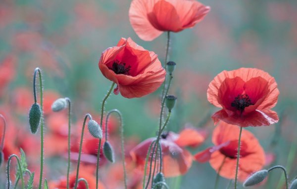 Маки (Poppy)