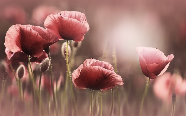 Christine Ellger картины