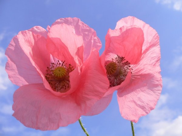 Мак (Poppy Seeds)