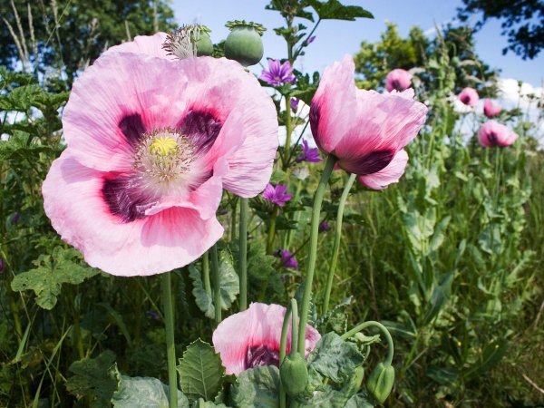 Poppy (Мак)