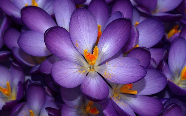 Фотообои цветы