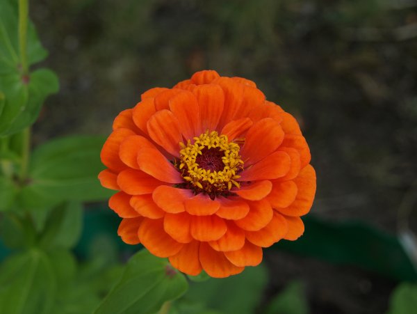 Zinnia elegans