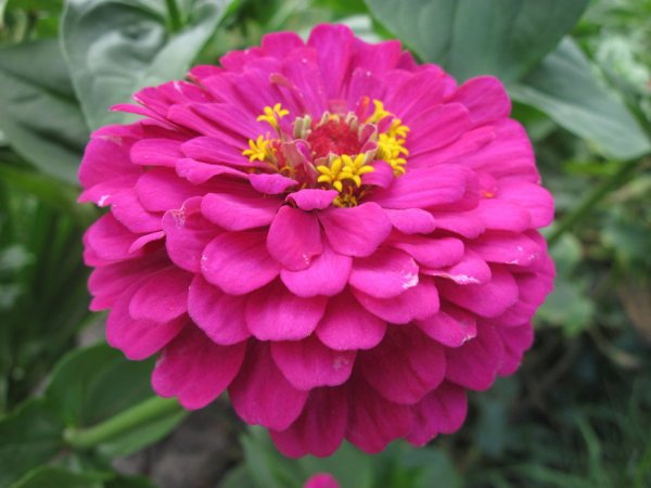 Цинния георгиноцветковая