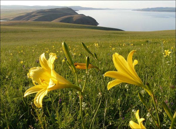 Саранка желтая