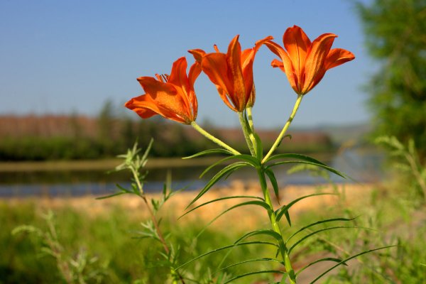 Красная Лилия кусты