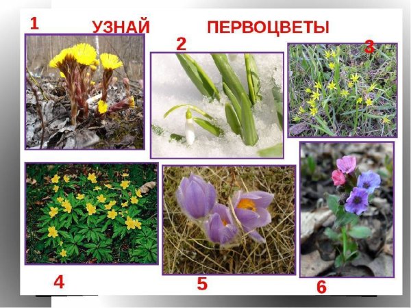 Раннецветущие растения Южного Урала