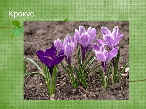 Крокус для дошкольников