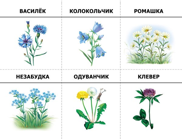 Полевые цветы названия