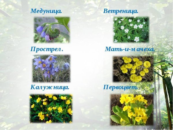 Весенние цветы с названиями для детей