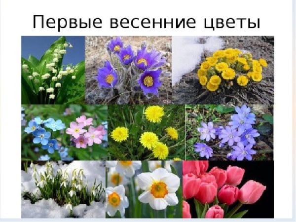 Цветы весенних цветников названия