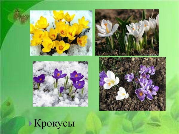 Цветы которые растут весной с названием