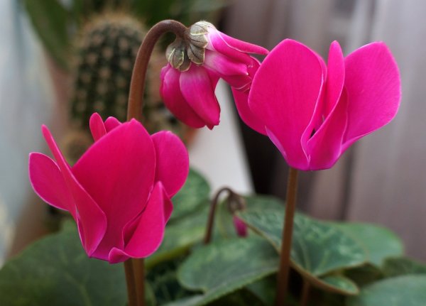 Цикламен персидский (Cyclamen persicum