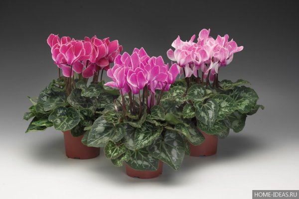 Цикламен персидский (Cyclamen persicum
