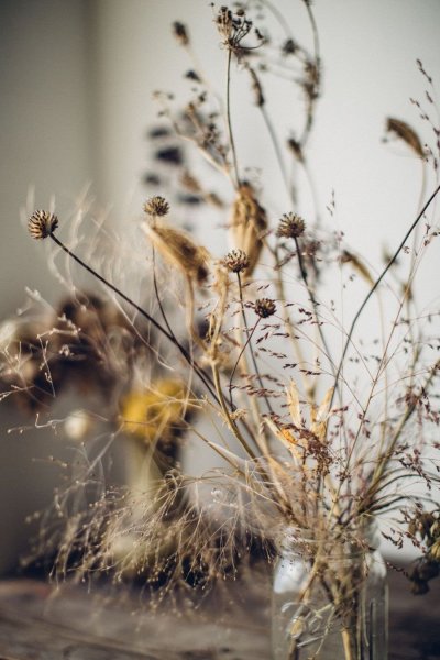 Dried Flowers сухоцветы