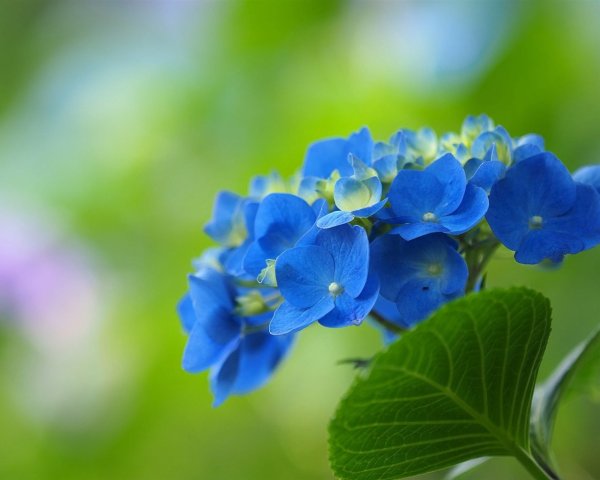 Красивые синие цветы