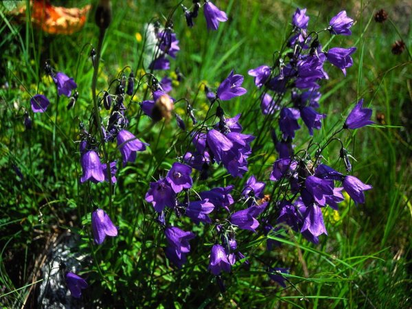 Колокольчик(Campanula) Iris