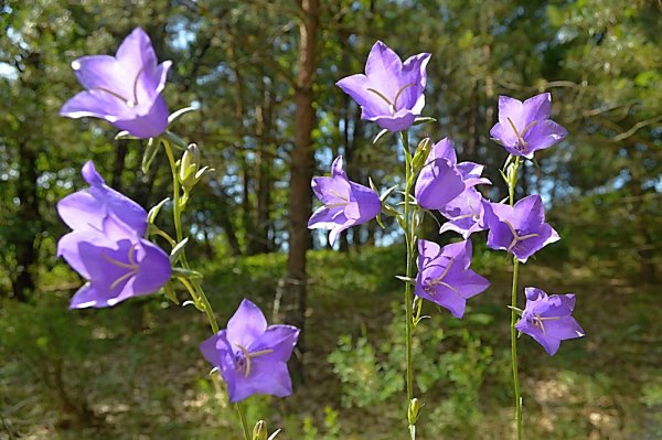 Кампанула Луговая