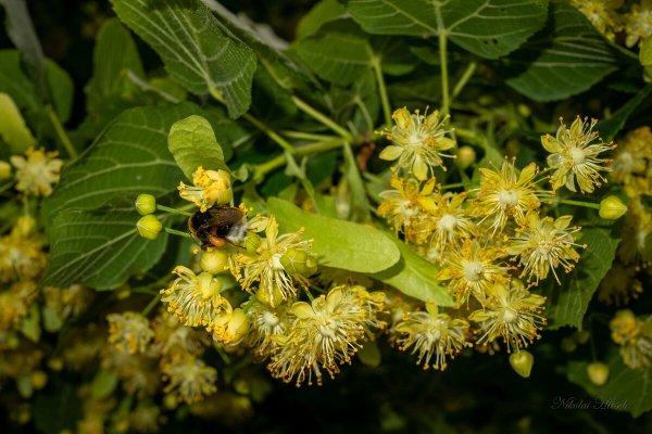 Липа маньчжурская (Tilia mandshurica)