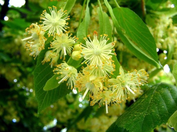 Липа сердцевидная