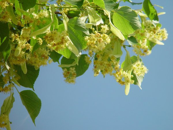 Липа крупнолистная цветение