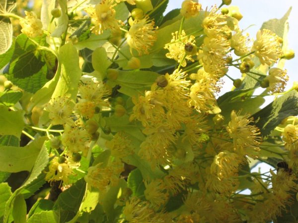 Цветки липы Фармакогнозия